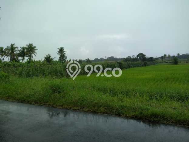 Untuk Dijual Tanah di Kerambitan Tabanan Luas 1300m2 SHM Untuk Dijual Tanah di Kerambitan Tabanan Luas 1300m2 SHM