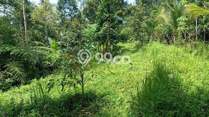 Dijual Tanah di Penebel Tabanan Luas 2800m2 SHM Dijual Tanah di Penebel Tabanan Luas 2800m2 SHM