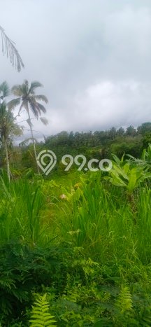 Dijual Tanah di Payangan Gianyar Luas 20200m2 SHM Dijual Tanah di Payangan Gianyar Luas 20200m2 SHM