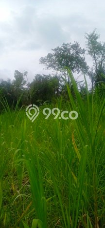 Dijual Tanah di Payangan Gianyar Luas 20200m2 SHM Dijual Tanah di Payangan Gianyar Luas 20200m2 SHM