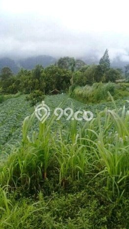 Dijual Tanah Lokasi Bedugul, Tabanan Seluas 8800m2 Dijual Tanah Lokasi Bedugul, Tabanan Seluas 8800m2