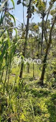 Dijual Tanah di Tampaksiring, Luas 8200m², Akses Tampaksiring, Gianyar, Gianyar Dijual Tanah di Tampaksiring, Luas 8200m², Akses Tampaksiring, Gianyar, Gianyar