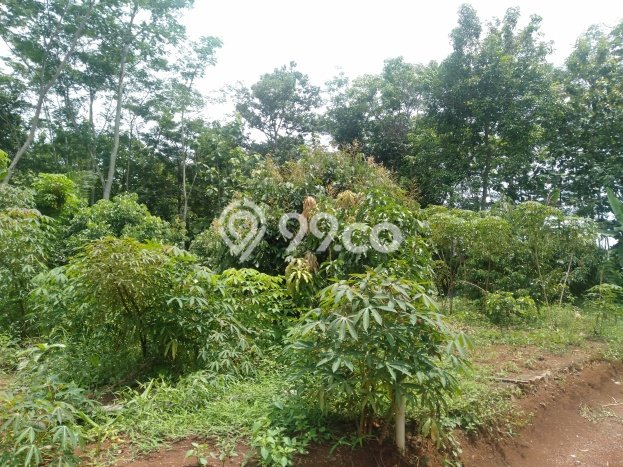 Untuk Dijual Tanah di Tembalang Semarang Luas 150m2 SHM Untuk Dijual Tanah di Tembalang Semarang Luas 150m2 SHM