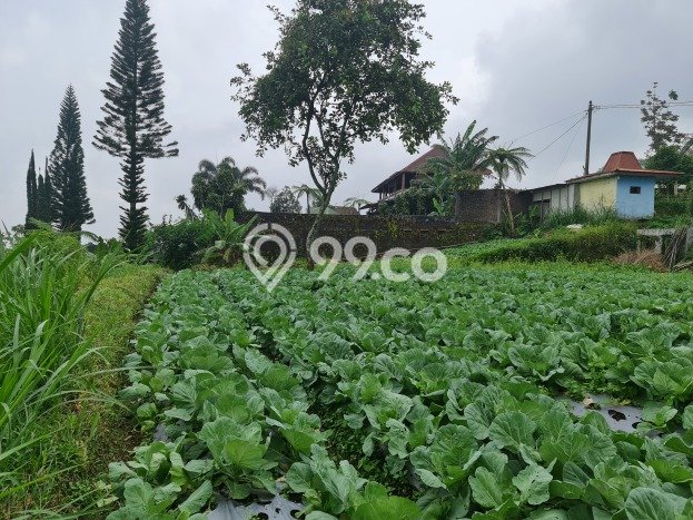 Lahan Investasi Lokasi Ngargoyoso Karanganyar SHM Lahan Investasi Lokasi Ngargoyoso Karanganyar SHM