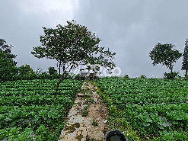 Lahan Investasi Lokasi Ngargoyoso Karanganyar SHM Lahan Investasi Lokasi Ngargoyoso Karanganyar SHM