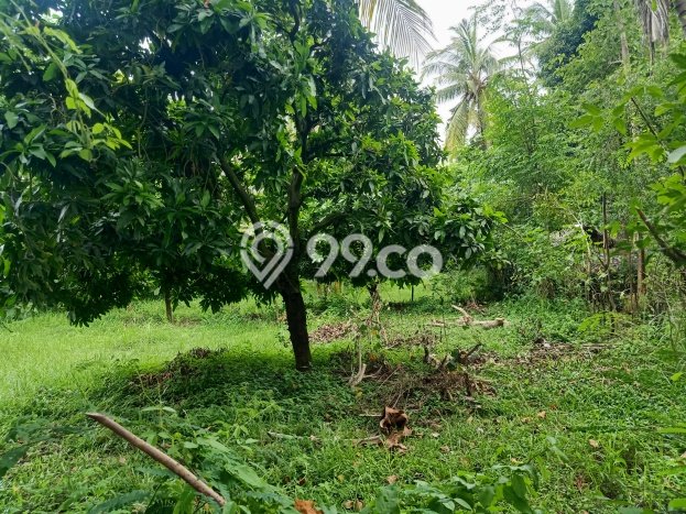Tanah Kavling untuk Dijual di Kubutambahan Buleleng 1000m2 Tanah Kavling untuk Dijual di Kubutambahan Buleleng 1000m2