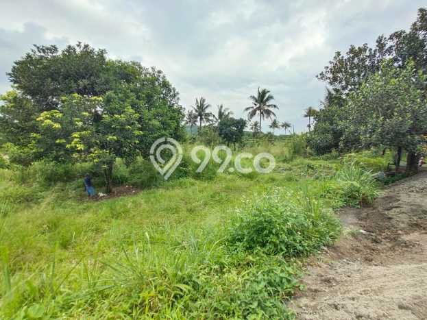 Tanah Dijual Lokasi Ranca Bungur, Bogor Luas 2500m2 Legalitas Aman Tanah Dijual Lokasi Ranca Bungur, Bogor Luas 2500m2 Legalitas Aman
