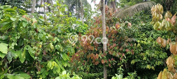 Tanah Siap Bangun Dijual di Tabanan Punya Luas 16140m2 Tanah Siap Bangun Dijual di Tabanan Punya Luas 16140m2