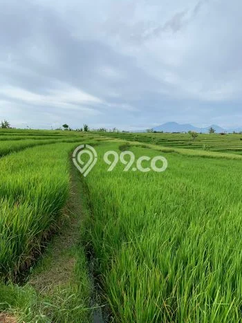 Tanah Investasi Dijual di Malang Punya Luas 150000m2 Tanah Investasi Dijual di Malang Punya Luas 150000m2