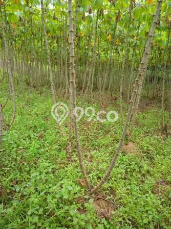 Tanah di Sukamakmur, Bogor Luas 10000m2 Dijual Segera Tanah di Sukamakmur, Bogor Luas 10000m2 Dijual Segera