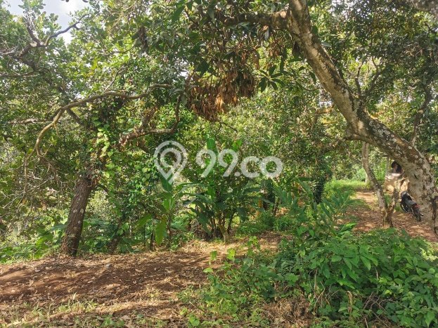 LOKASI STRATEGIS! Tanah Kawasan Kubutambahan, Luas 2800m², Tepi Jalan Utama LOKASI STRATEGIS! Tanah Kawasan Kubutambahan, Luas 2800m², Tepi Jalan Utama