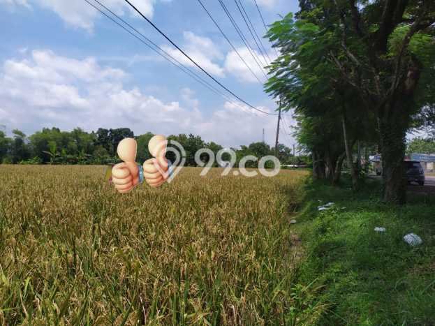 Kavling Tanah Dijual di Mejayan, Madiun, Luas 14425m2 Area Strategis Kavling Tanah Dijual di Mejayan, Madiun, Luas 14425m2 Area Strategis