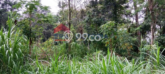Jarang Ada! Tanah di Purwodadi Punya Luas 5408m2 SHM Jarang Ada! Tanah di Purwodadi Punya Luas 5408m2 SHM