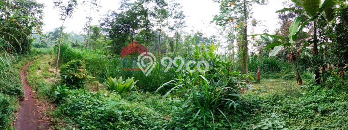 Jarang Ada! Tanah di Purwodadi Punya Luas 5408m2 SHM Jarang Ada! Tanah di Purwodadi Punya Luas 5408m2 SHM