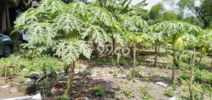 Untuk Dijual Tanah 1929m2 di Sleman, Yogyakarta Untuk Dijual Tanah 1929m2 di Sleman, Yogyakarta