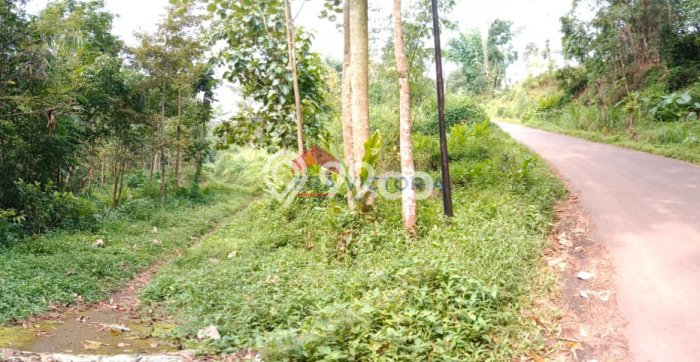 Lahan Dijual Lokasi Purwosari, Pasuruan dengan Luas Tanah 5770m2 dan Status SHM Lahan Dijual Lokasi Purwosari, Pasuruan dengan Luas Tanah 5770m2 dan Status SHM