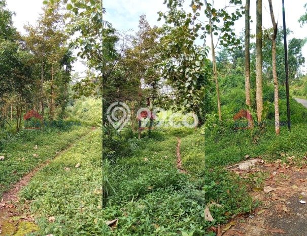 Lahan Dijual Lokasi Purwosari, Pasuruan dengan Luas Tanah 5770m2 dan Status SHM Lahan Dijual Lokasi Purwosari, Pasuruan dengan Luas Tanah 5770m2 dan Status SHM