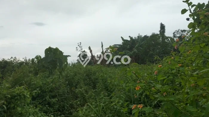Dijual Tanah di Walantaka Serang Luas 100000m2 SHM Dijual Tanah di Walantaka Serang Luas 100000m2 SHM