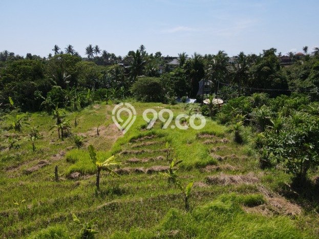 Dijual Tanah di Tabanan, Luas 3500m2 SHM Dijual Tanah di Tabanan, Luas 3500m2 SHM