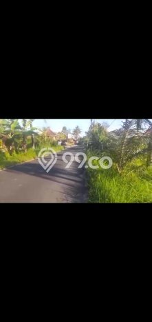 Lahan Dijual Lokasi Ubud, Gianyar dengan Luas Tanah 3100m2 dan Status SHM Lahan Dijual Lokasi Ubud, Gianyar dengan Luas Tanah 3100m2 dan Status SHM