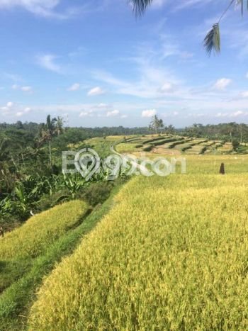 Jarang Ada! Tanah di Payangan Punya Luas 38600m2 SHM Jarang Ada! Tanah di Payangan Punya Luas 38600m2 SHM