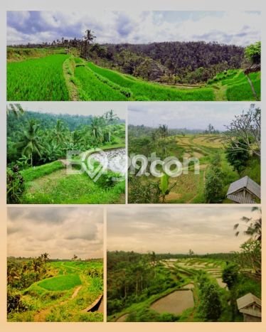 Jarang Ada! Tanah di Payangan Punya Luas 38600m2 SHM Jarang Ada! Tanah di Payangan Punya Luas 38600m2 SHM
