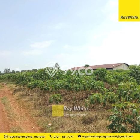 Kavling Tanah di Natar Dijual Luas 110500m2 Legalitas SHM Kavling Tanah di Natar Dijual Luas 110500m2 Legalitas SHM
