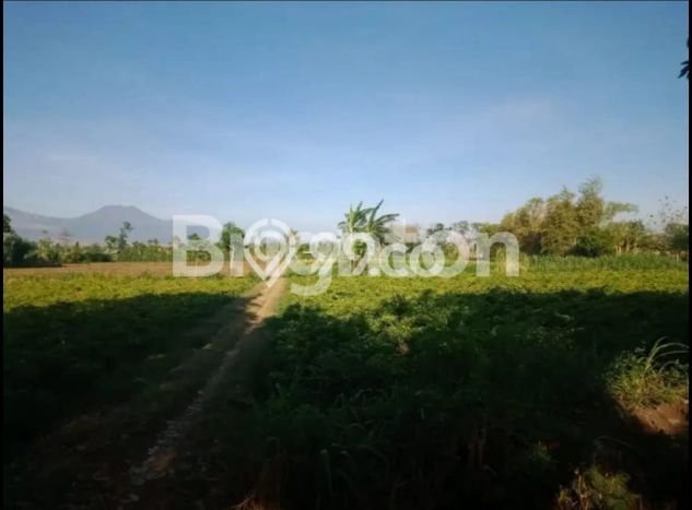 Lahan Investasi Lokasi Wongsorejo Banyuwangi SHM Lahan Investasi Lokasi Wongsorejo Banyuwangi SHM