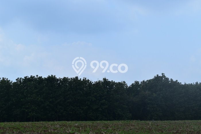 Tanah Bisnis di Natar, Luas 769150m2m², Lokasi Strategis Tanah Bisnis di Natar, Luas 769150m2m², Lokasi Strategis