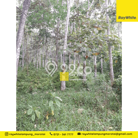 Jual Tanah Lokasi Prima di Negeri Katon, Luas 34802m2m², Dekat Negeri Katon, Pesawaran, Pesawaran Jual Tanah Lokasi Prima di Negeri Katon, Luas 34802m2m², Dekat Negeri Katon, Pesawaran, Pesawaran