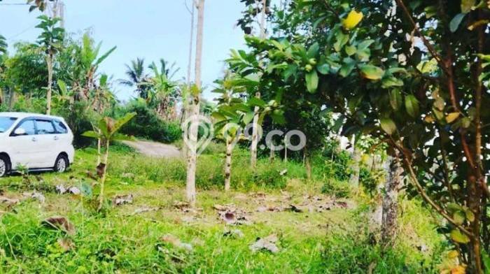 Dijual Tanah Lokasi Bedugul, Tabanan Seluas 22000m2 Dijual Tanah Lokasi Bedugul, Tabanan Seluas 22000m2