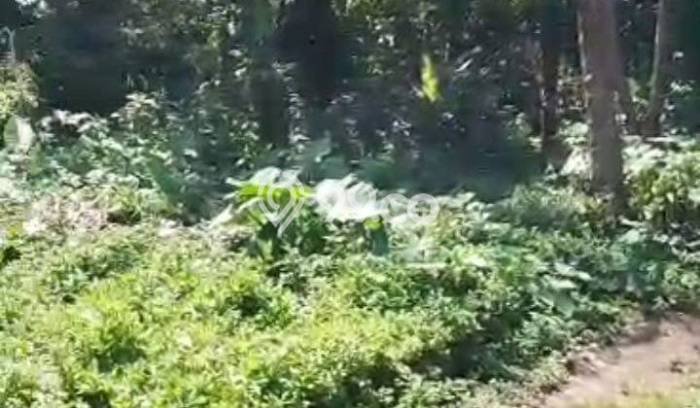 Dijual Tanah 1060m2 di Kedewatan, Gianyar Dijual Tanah 1060m2 di Kedewatan, Gianyar