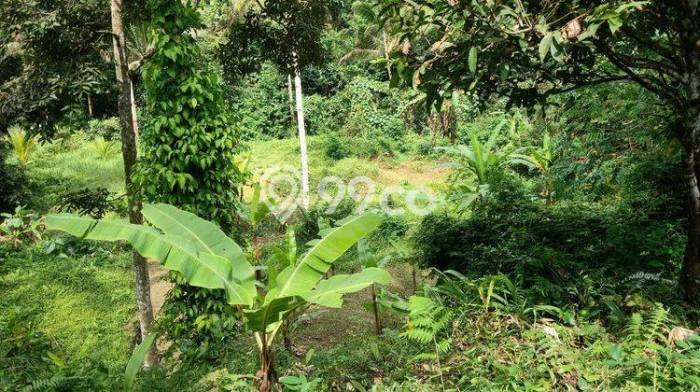 Kavling Tanah untuk Dijual di Sebatu, Gianyar, Luas 3150m2 Kavling Tanah untuk Dijual di Sebatu, Gianyar, Luas 3150m2
