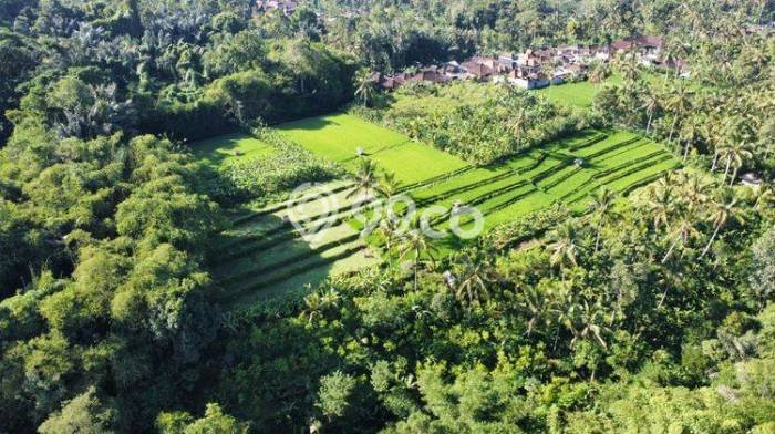 Dijual Tanah di Payangan Gianyar Luas 1950m2 SHM Dijual Tanah di Payangan Gianyar Luas 1950m2 SHM