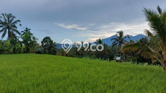 Dijual Tanah di Payangan Gianyar Luas 1950m2 SHM Dijual Tanah di Payangan Gianyar Luas 1950m2 SHM