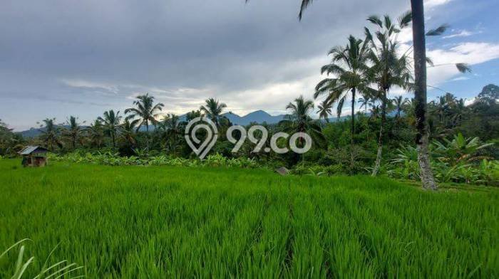 Dijual Tanah di Payangan Gianyar Luas 1950m2 SHM Dijual Tanah di Payangan Gianyar Luas 1950m2 SHM