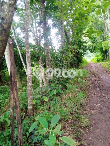 Lahan untuk Dijual Lokasi Mijen, Semarang Luas 1870m2 SHM Lahan untuk Dijual Lokasi Mijen, Semarang Luas 1870m2 SHM