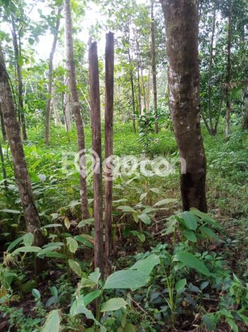 Lahan untuk Dijual Lokasi Mijen, Semarang Luas 1870m2 SHM Lahan untuk Dijual Lokasi Mijen, Semarang Luas 1870m2 SHM