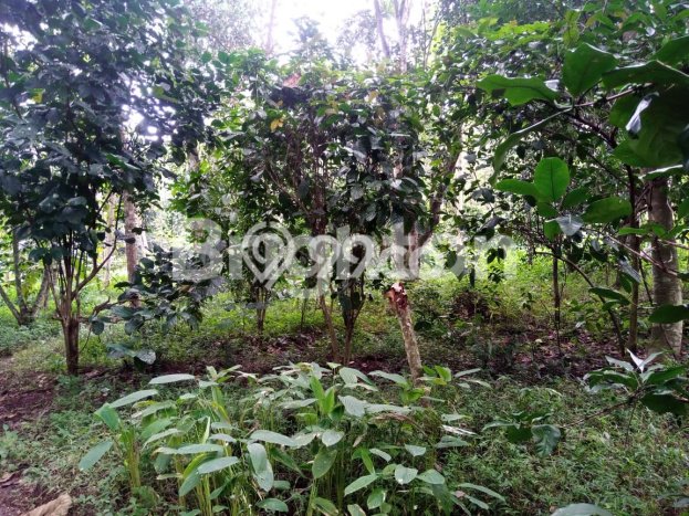 Lahan untuk Dijual Lokasi Mijen, Semarang Luas 1870m2 SHM Lahan untuk Dijual Lokasi Mijen, Semarang Luas 1870m2 SHM