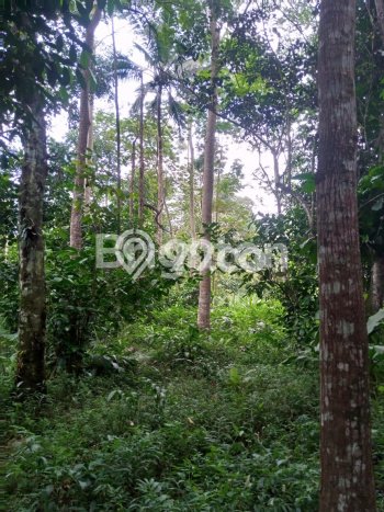 Lahan untuk Dijual Lokasi Mijen, Semarang Luas 1870m2 SHM Lahan untuk Dijual Lokasi Mijen, Semarang Luas 1870m2 SHM
