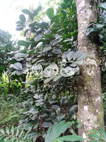 Lahan untuk Dijual Lokasi Mijen, Semarang Luas 1870m2 SHM Lahan untuk Dijual Lokasi Mijen, Semarang Luas 1870m2 SHM