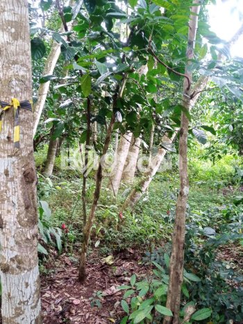Lahan untuk Dijual Lokasi Mijen, Semarang Luas 1870m2 SHM Lahan untuk Dijual Lokasi Mijen, Semarang Luas 1870m2 SHM