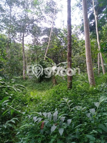 Lahan untuk Dijual Lokasi Mijen, Semarang Luas 1870m2 SHM Lahan untuk Dijual Lokasi Mijen, Semarang Luas 1870m2 SHM