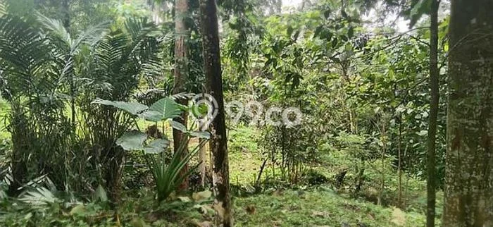 Jarang Ada! Tanah di Megamendung Punya Luas 7392m2 SHM Jarang Ada! Tanah di Megamendung Punya Luas 7392m2 SHM