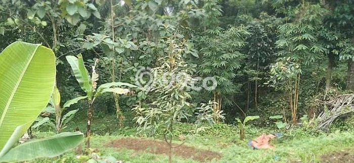 Jarang Ada! Tanah di Megamendung Punya Luas 7392m2 SHM Jarang Ada! Tanah di Megamendung Punya Luas 7392m2 SHM