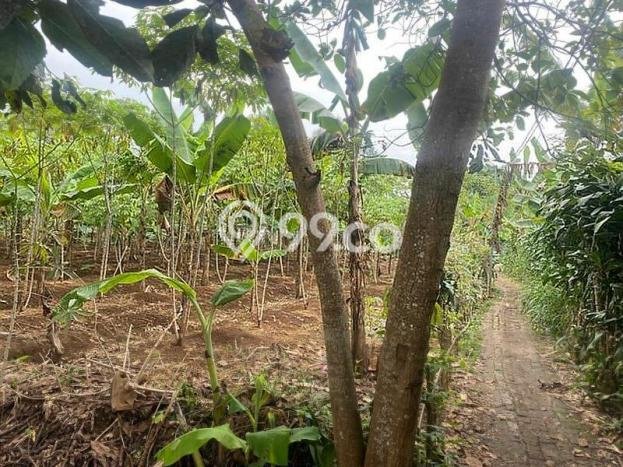 Kavling Tanah Dijual di Bogor Selatan Bogor Spesifikasi 4367m2 Kavling Tanah Dijual di Bogor Selatan Bogor Spesifikasi 4367m2