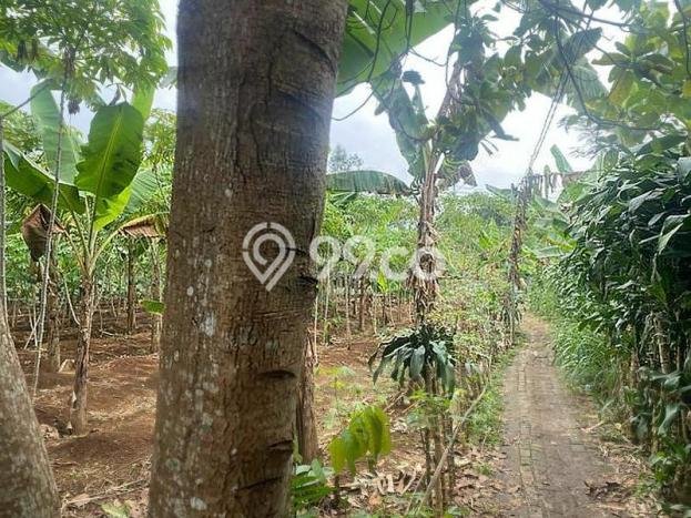 Kavling Tanah Dijual di Bogor Selatan Bogor Spesifikasi 4367m2 Kavling Tanah Dijual di Bogor Selatan Bogor Spesifikasi 4367m2