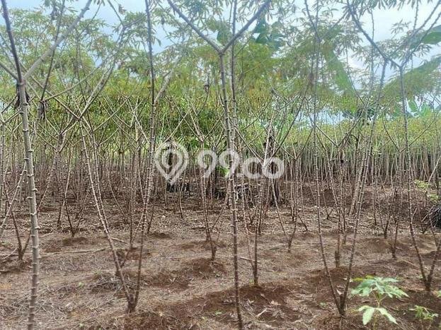Kavling Tanah Dijual di Bogor Selatan Bogor Spesifikasi 4367m2 Kavling Tanah Dijual di Bogor Selatan Bogor Spesifikasi 4367m2
