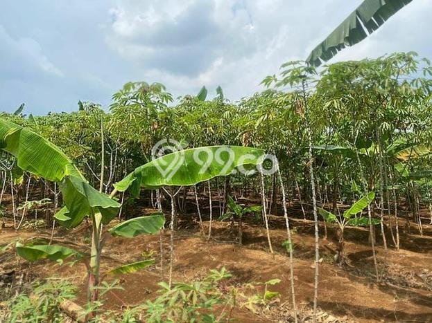 Kavling Tanah Dijual di Bogor Selatan Bogor Spesifikasi 4367m2 Kavling Tanah Dijual di Bogor Selatan Bogor Spesifikasi 4367m2