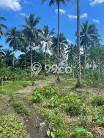 Lahan Dijual Lokasi Dimembe, Minahasa Utara dengan Luas Tanah 36000m2 dan Status SHM Lahan Dijual Lokasi Dimembe, Minahasa Utara dengan Luas Tanah 36000m2 dan Status SHM